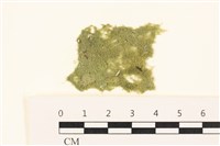 藏品(布氏藻)的圖片