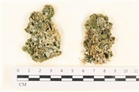 藏品(網球藻)的圖片