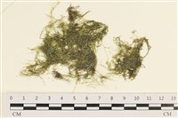 藏品(指枝藻)的圖片