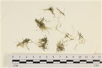 藏品(指枝藻)的圖片