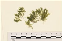 藏品(伸展剛毛藻)的圖片