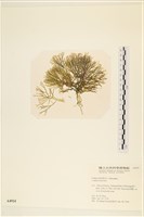藏品()的圖片