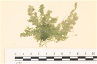 藏品(布氏藻)的圖片