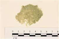 藏品(布氏藻)的圖片