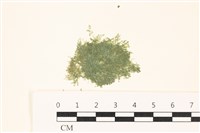 藏品(布氏藻)的圖片