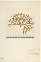 藏品()的圖片