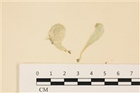 藏品(曲玉藻, 香蕉菜, 玉茄藻)的圖片