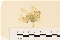 藏品(曲玉藻, 香蕉菜, 玉茄藻)的圖片