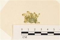 藏品(曲玉藻, 香蕉菜, 玉茄藻)的圖片