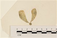 藏品(曲玉藻, 香蕉菜, 玉茄藻)的圖片