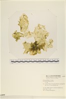 藏品(大石蓴, 石蓴)的圖片