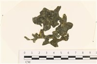 藏品(阿拉伯松藻)的圖片