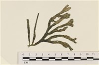 藏品(臺灣水松, 臺灣松藻)的圖片