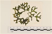藏品()的圖片