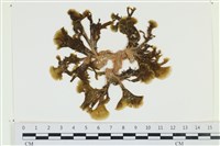 藏品(多扇藻)的圖片