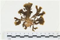 藏品(多扇藻)的圖片