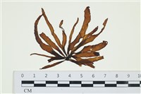 藏品(葉苔, 小海帶)的圖片