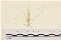 藏品(腸滸苔, 河石髮)的圖片