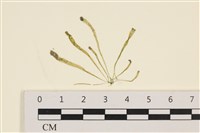 藏品(腸滸苔, 河石髮)的圖片