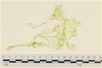 藏品(大石蓴, 石蓴)的圖片