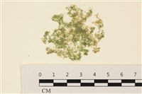 藏品(布氏藻)的圖片