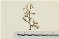 藏品(鹿角網地藻)的圖片