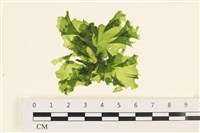 藏品(茶花石蓴, 牡丹菜)的圖片