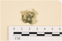 藏品(網球藻)的圖片