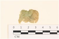 藏品(網球藻)的圖片