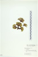 藏品(南方團扇藻)的圖片