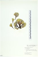 藏品(南方團扇藻)的圖片