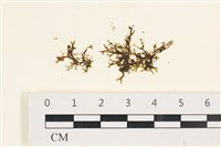 藏品(刺叉網地藻)的圖片