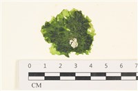 藏品(茶花石蓴, 牡丹菜)的圖片