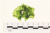 藏品(茶花石蓴, 牡丹菜)的圖片