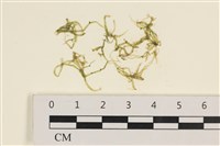藏品(指枝藻)的圖片