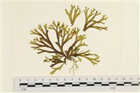 藏品(網目藻)的圖片