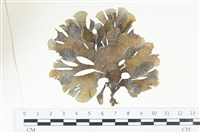 藏品(南方團扇藻)的圖片