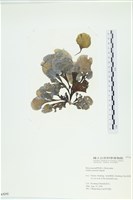 藏品(南方團扇藻)的圖片