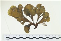 藏品(南方團扇藻)的圖片