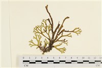 藏品(網目藻)的圖片