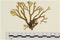 藏品(網目藻)的圖片