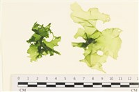 藏品(石蓴)的圖片