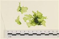 藏品(石蓴)的圖片