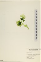 藏品(石蓴)的圖片