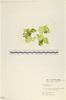 藏品(石蓴)的圖片