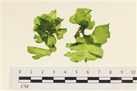 藏品(茶花石蓴, 牡丹菜)的圖片