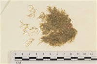 藏品(指枝藻)的圖片