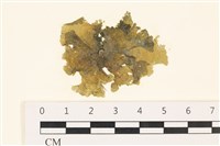 藏品(黑葉小網藻)的圖片