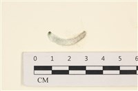 藏品(范氏蠕藻)的圖片