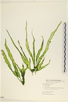 藏品(長片石蓴, 裂片石蓴)的圖片